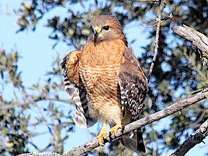 Red-shouldered Hawk